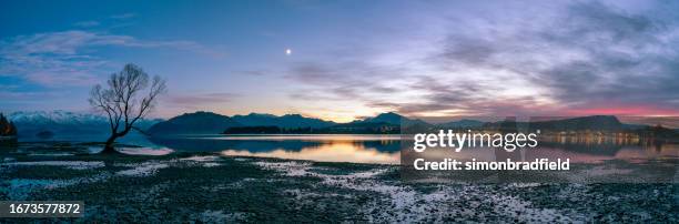 dawn approaches the tree at lake wanaka, new zealand - simonbradfield stock pictures, royalty-free photos & images