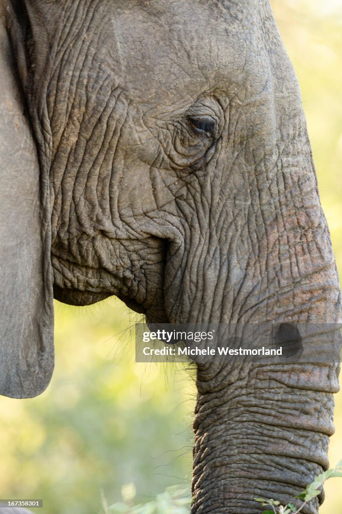 African Elephant, South Africa.