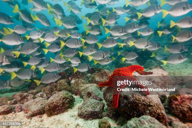 red starfish and yellowtail surgeonfish - galapagos islands stock pictures, royalty-free photos & images