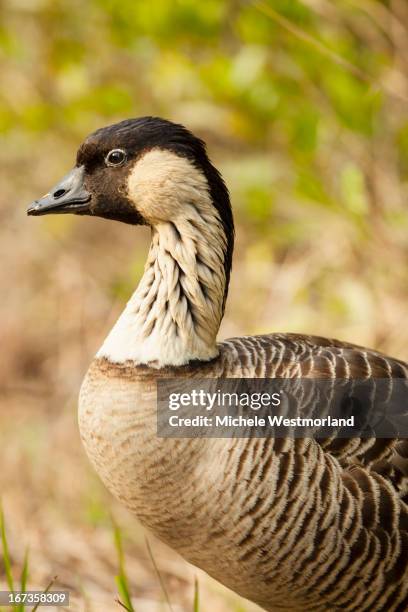 hawaiian goose, big island, hawaii. - nene foto e immagini stock