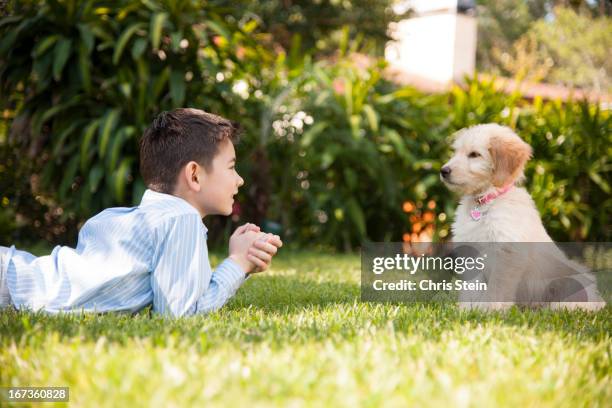 boy playing with his puppy in the grass - bradenton stockfoto's en -beelden