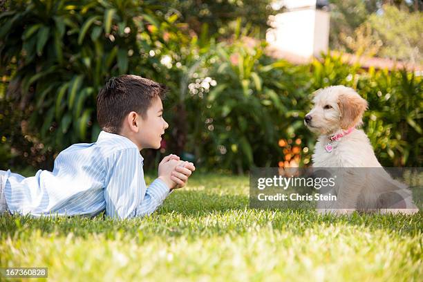 boy playing with his puppy in the grass - bradenton bildbanksfoton och bilder