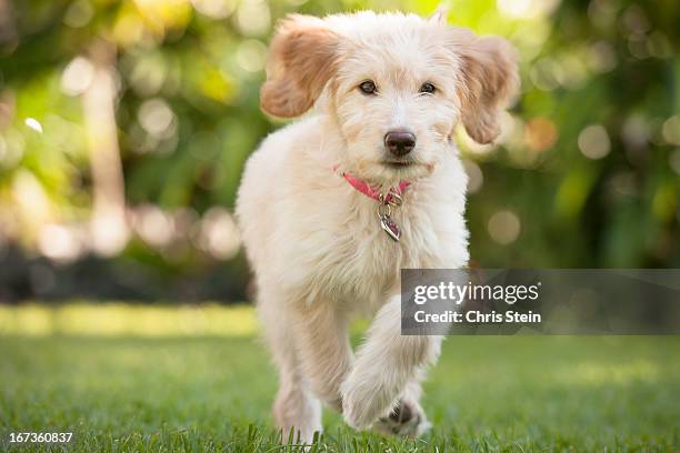 puppy running through the grass - puppy running stock pictures, royalty-free photos & images