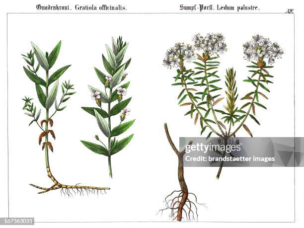 The Gratiole or Common Hedgehyssop and the Labrador Tea . Lithography. From: Die Giftgewaechse Deutschlands und der Schweiz. Verlag J. F. Schreiber:...