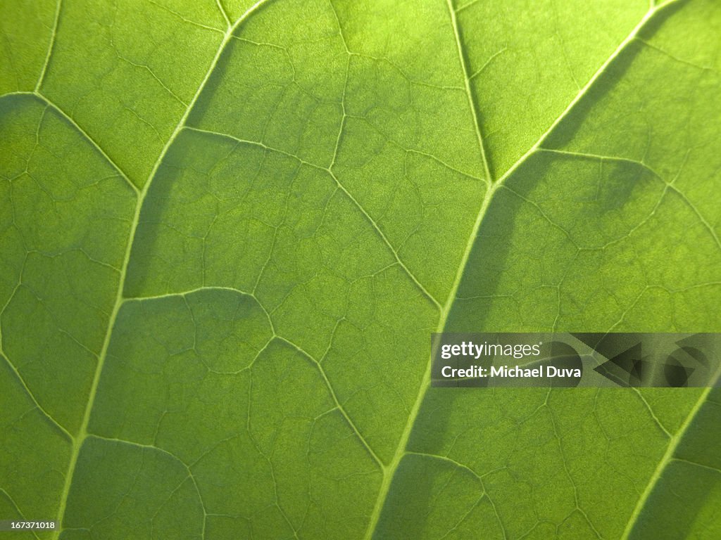 Macro view of a leaf's veins