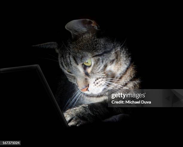 Cat Using Computer Funny Photos and Premium High Res Pictures - Getty ...