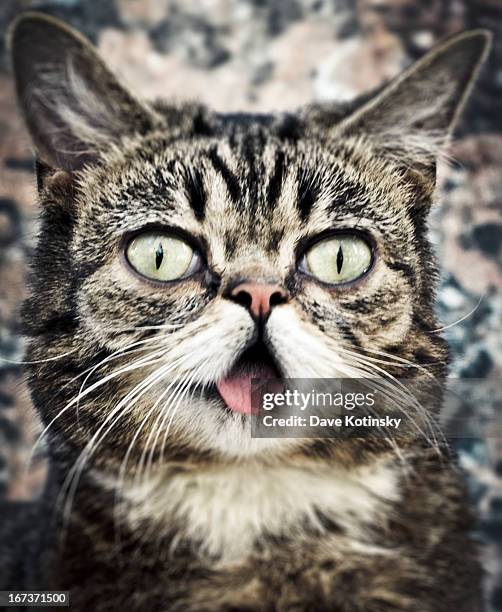 Celebrity internet cat Lil Bub attends the "Lil Bub And Friendz" Tribeca Drive-In Screening during the 2013 Tribeca Film Festival on April 20, 2013...