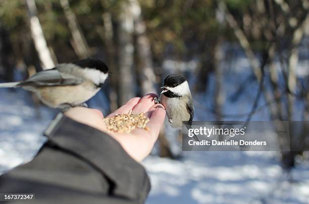feeding two chickadees by hand - bird seed stockfoto's en -beelden