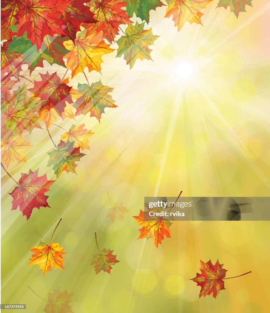 Weather Fall Vector Vector Of Autumnal Leaves On Sunny Background High-Res Vector Graphic ...