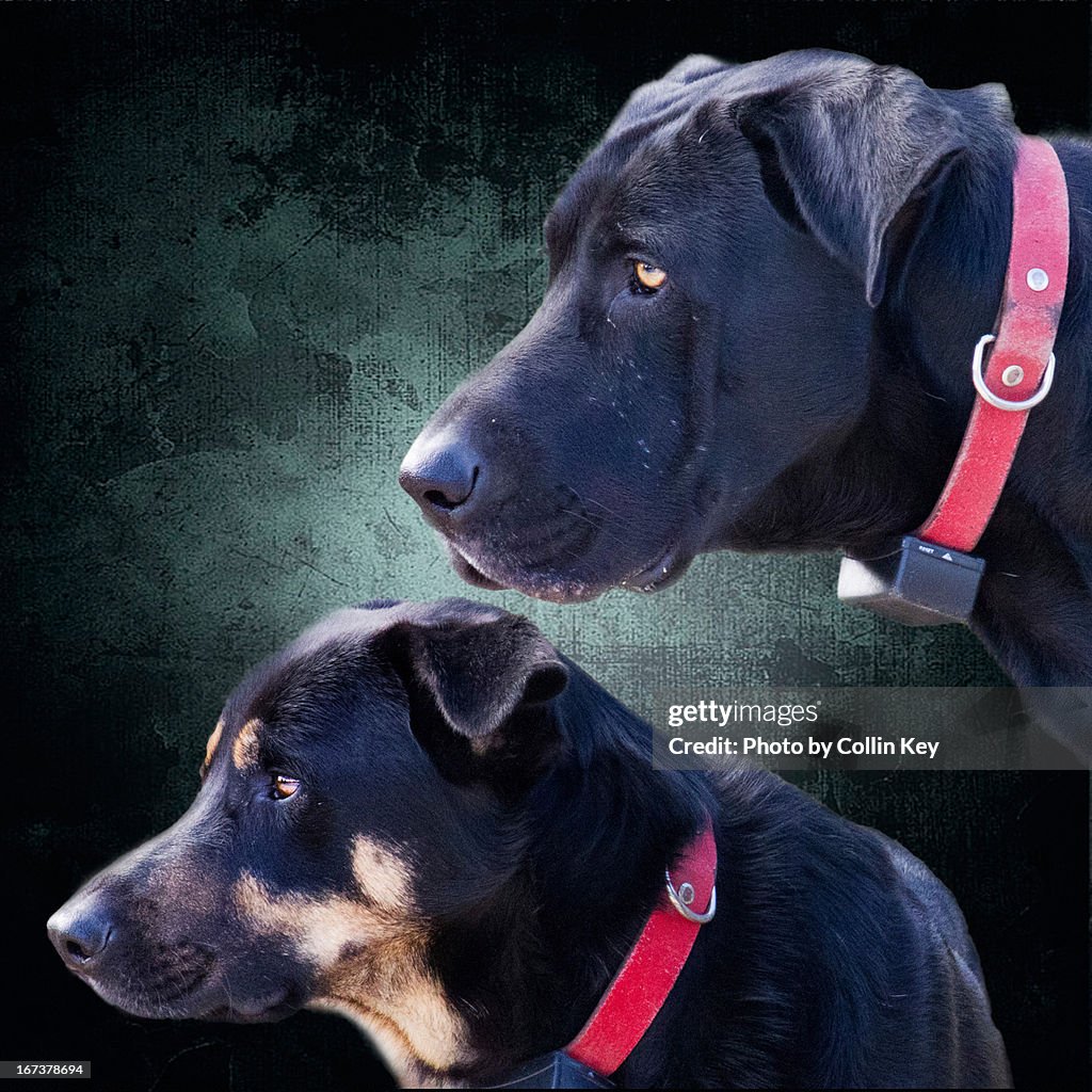 Vigilant Guard Dogs Portrait