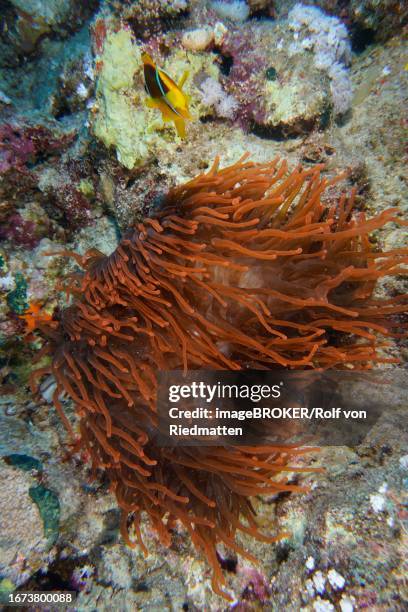 fluorescent bubble-tip anemone (entacmaea quadricolor) with red sea clownfish (amphiprion bicinctus), dive site house reef, mangrove bay, el quesir, egypt, red sea - entacmaea quadricolor stock illustrations