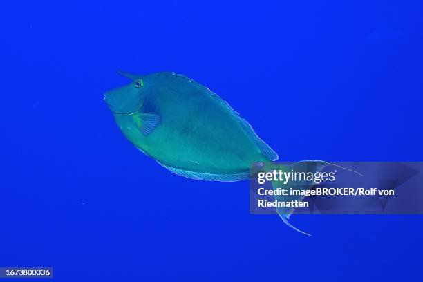 blue-bladed nose-doctor (naso unicornis) in front of a plain blue background, exempt. dive site ras mohammed national park, sinai, egypt, red sea - naso unicornis stock illustrations