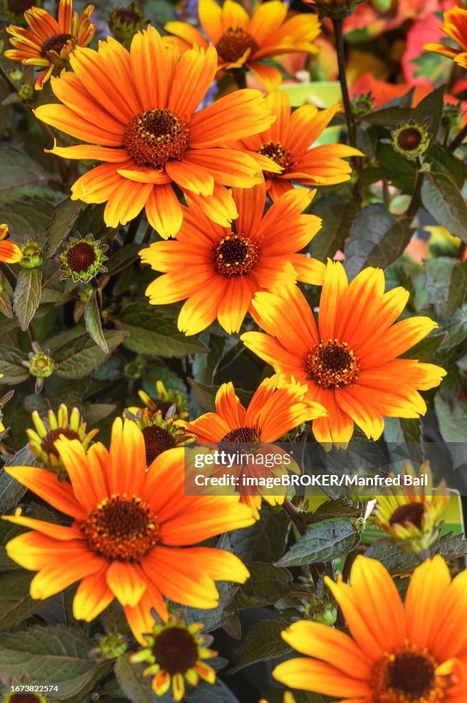 Sun's eye (Heliopsis), Allgaeu, Bavaria, Germany