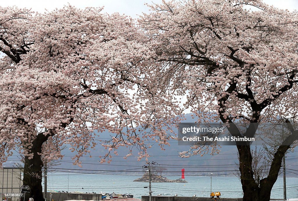 Tsunami Hit Cherry Blossom Blooms In Otsuchi