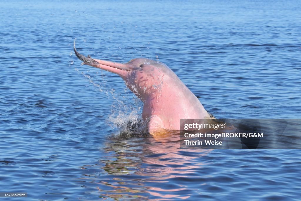Hunting Amazon River Dolphin or Pink Amazon Dolphin (Inia geoffrensis), Rio Negro, Manaus, Amazonia State, Brazil