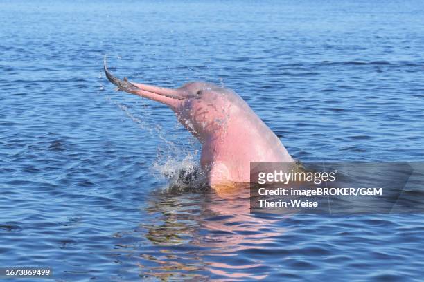 hunting amazon river dolphin or pink amazon dolphin (inia geoffrensis), rio negro, manaus, amazonia state, brazil - boto river dolphin stockfoto's en -beelden