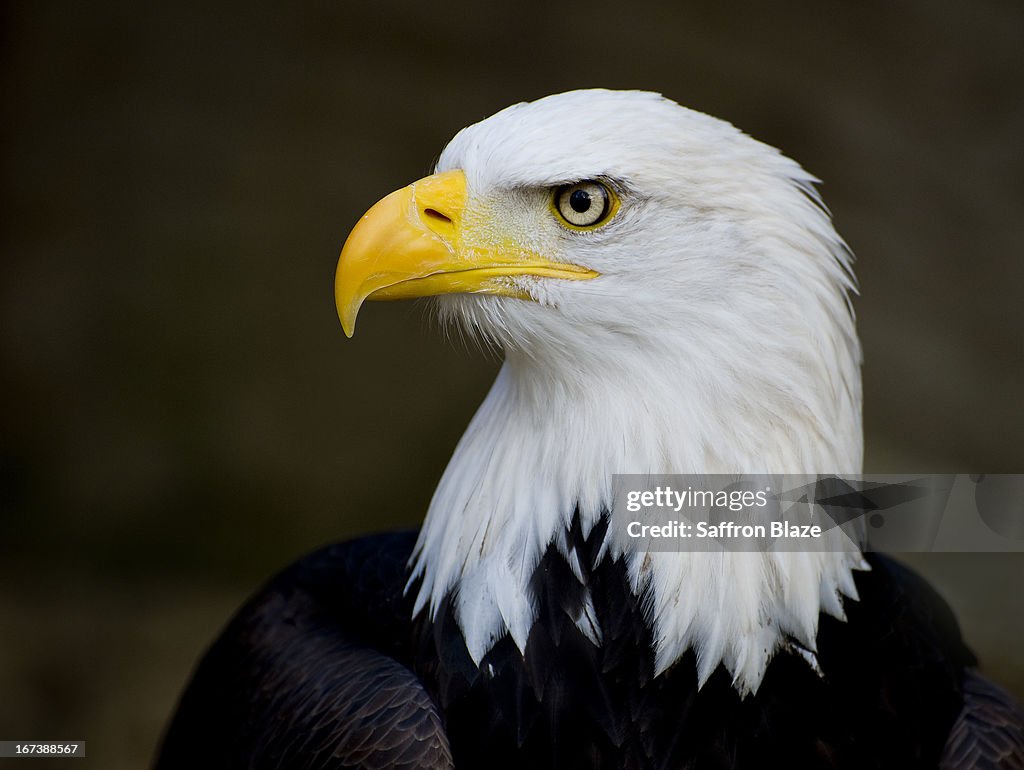 Eagle's Piercing Look