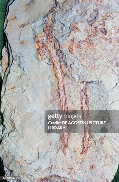 Voltzia heterophylla, fossil conifer from Permian and Triassic periods. Verona, Museo Di Storia Naturale