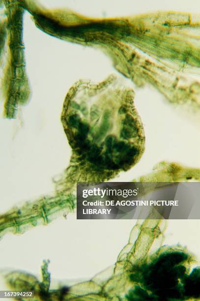 Red alga viewed under a microscope, Rodoficofite.