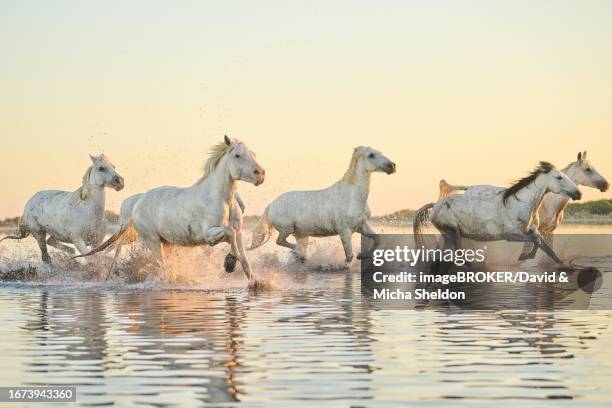 camargue horses running through the water at sunrise, france - camargue horses stock pictures, royalty-free photos & images