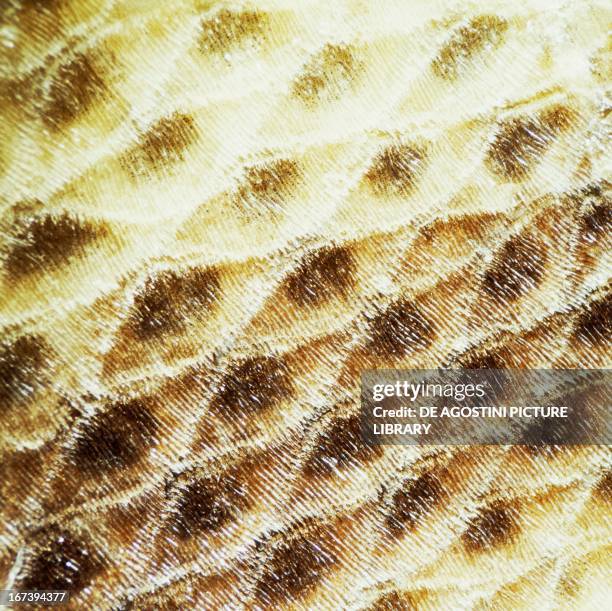 Scale Insecrt Microscope 719 Microscope Scale Stock Photos, High-Res Pictures, and Images ...