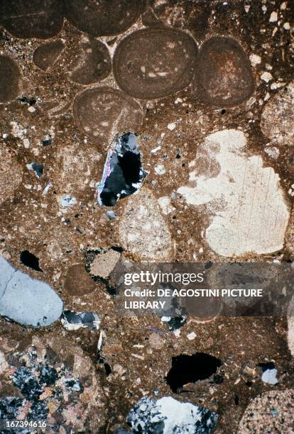 Detrital Limestone from Upper Cretaceous, thin section, using crossed Nicols, x19x1,2.