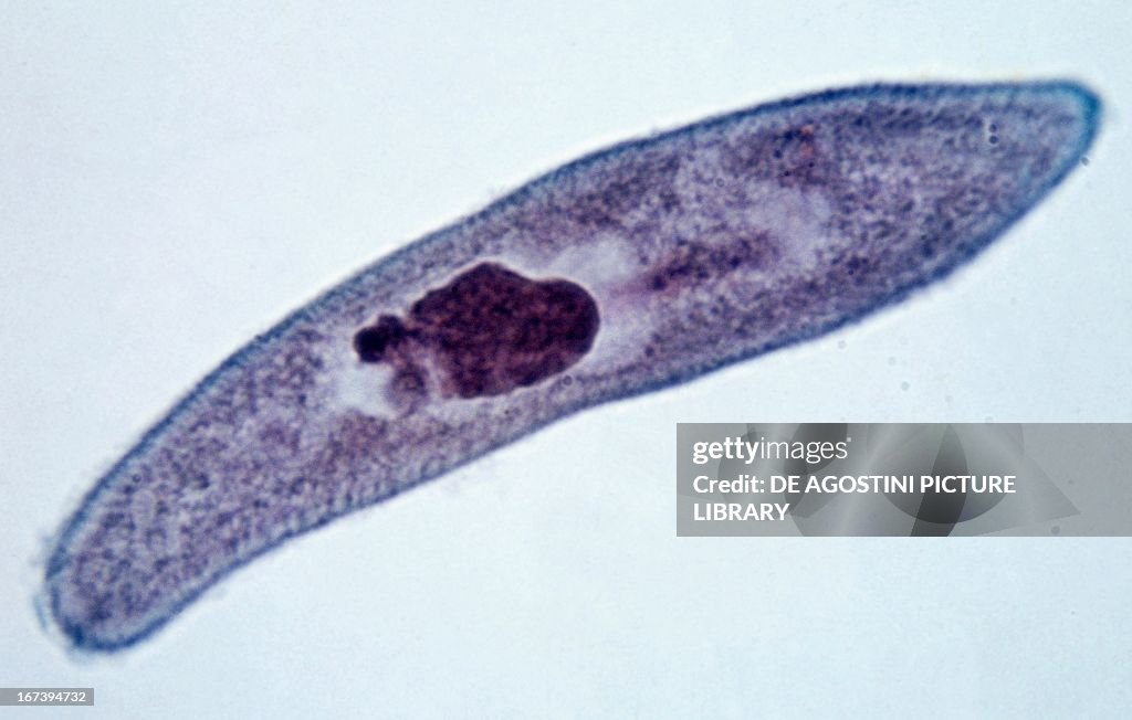 Paramecium (Paramecium multimicronucleatum)