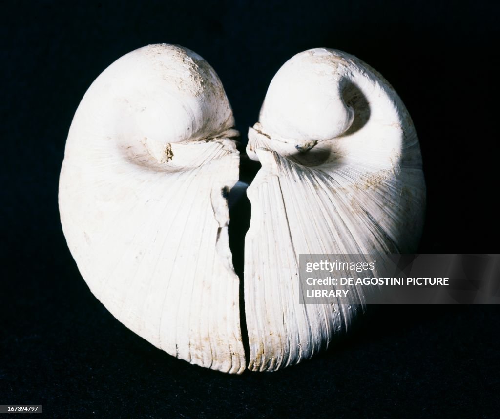 Shell Isocardia Isocardia cor fossil, Pliocene Epoch, Castell'Arquato, Italy. Milan ...