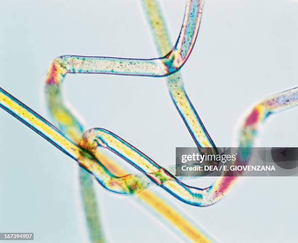 Micro Fiber Photos and Premium High Res Pictures - Getty Images