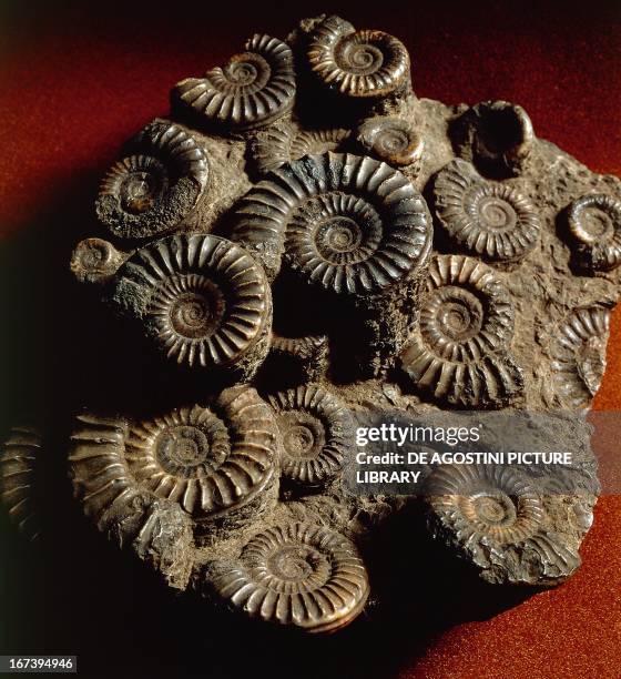 Ammonites fossils, Cephalopoda. London, Geological Museum