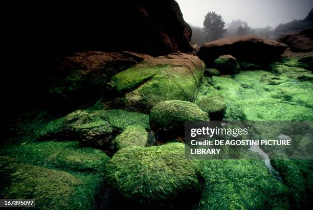 Blocks of pink granite covered with green algae after high tide, Brittany, France.