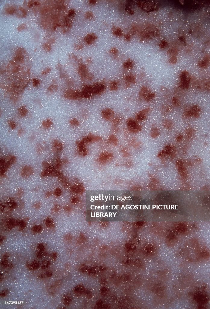 Phenomenon of red snow