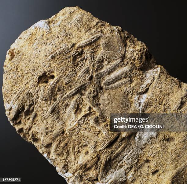 Foraminifera Fossils Photos And Premium High Res Pictures Getty Images foraminifera-fossils-photos-and-premium-high-res-pictures-getty-images