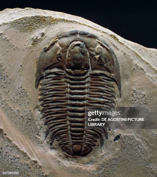 Modocia typicalis fossil, Trilobita, Middle Cambrian Epoch. Novara, Archivio Di Stato Di Novara