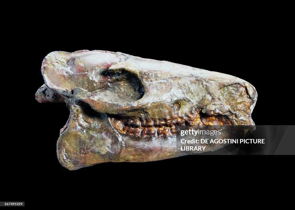 Eohippus or Hyracotherium skull