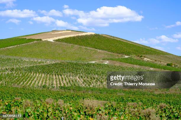 Vineyards are seen on September 15, 2023 in Aÿ, Marne, France. The vines produced exceptional bunches with an average of 220 grams per bunch, a...