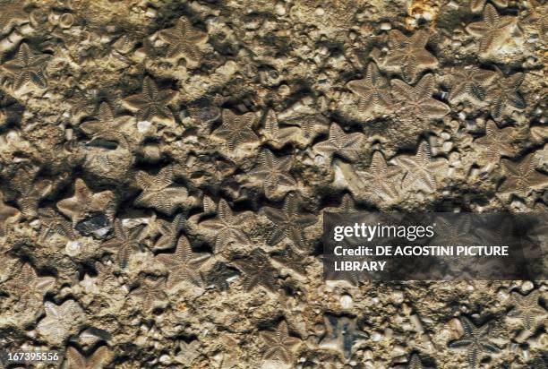 Crinoid fossils, Crinoidea.