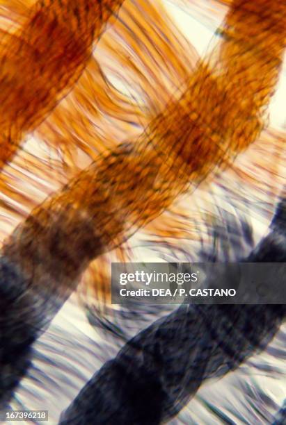 Textile Magnification Microscopic Fabric Photos and Premium High Res Pictures - Getty Images