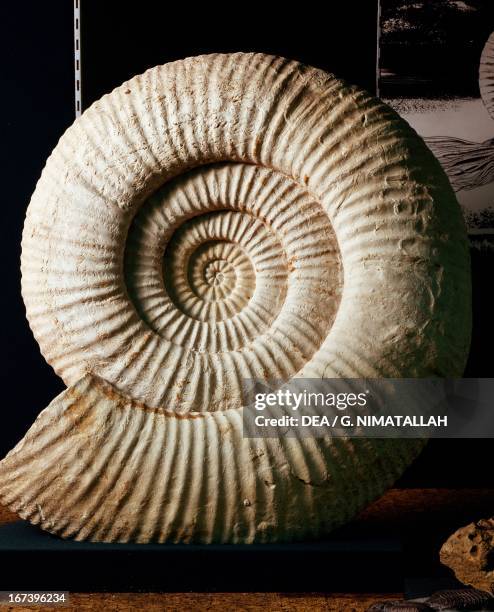 Shell Fossil Types Spiral Shell Fossil Photos and Premium High Res Pictures - Getty Images
