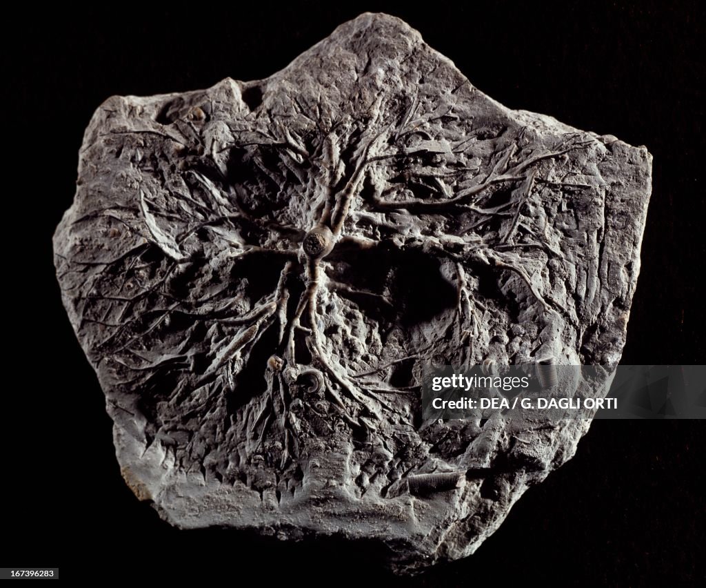 Eucalyptocrinites crassus fossil, Crinoidea
