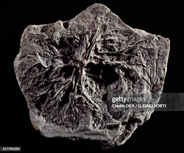 Eucalyptocrinites crassus fossil, Crinoidea. Paris, Musée National D'Histoire Naturelle