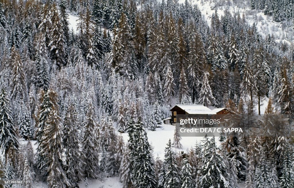 Snowy pinewood and chalet