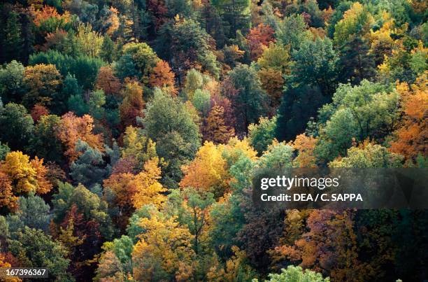 Temperate deciduous forest in autumn, Provence-Alpes-Cote D'Azur, France.