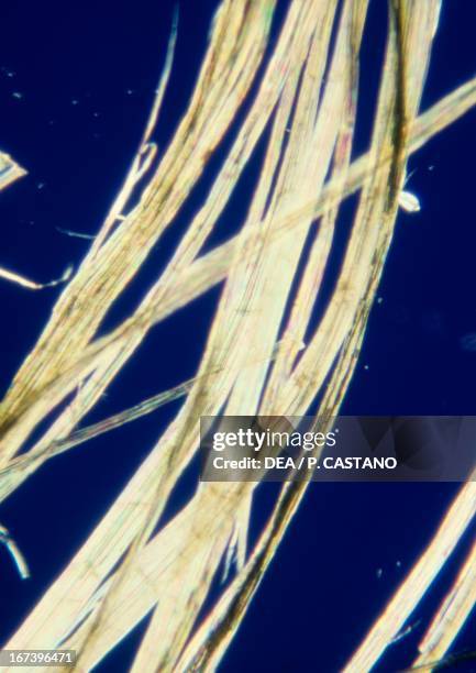 Textile Magnification Microscopic Fiber Photos and Premium High Res Pictures - Getty Images