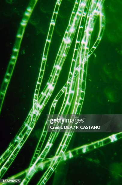 Textile Magnification Micrograph Textile Photos and Premium High Res Pictures - Getty Images