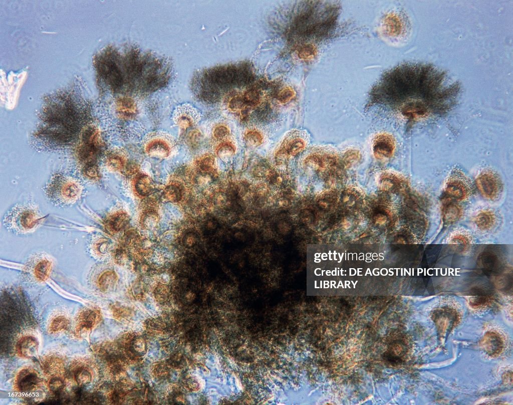 Aspergillus clavatus, ascomycete fungi