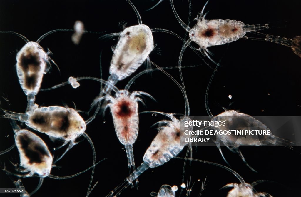 Temora longicornis, planktonic copepod crustaceans