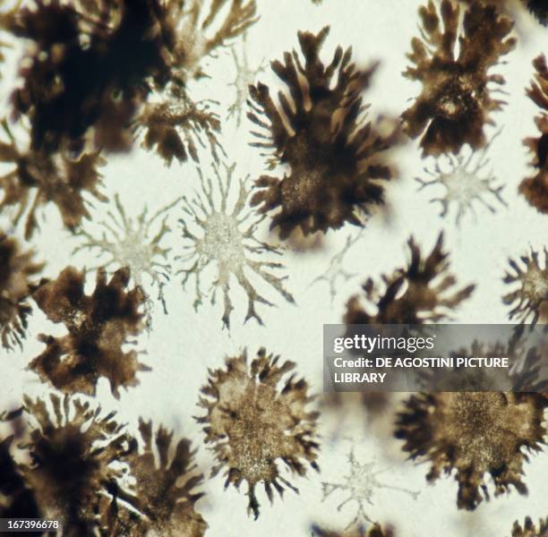 Expanded Compound Microscope Melanophores Photos and Premium High Res Pictures - Getty Images