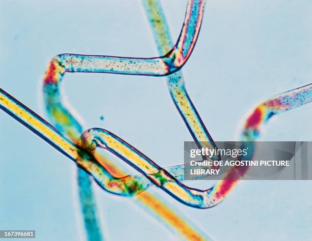 Textile Magnification 119 Micrograph Textile Stock Photos, High-Res Pictures, and Images ...