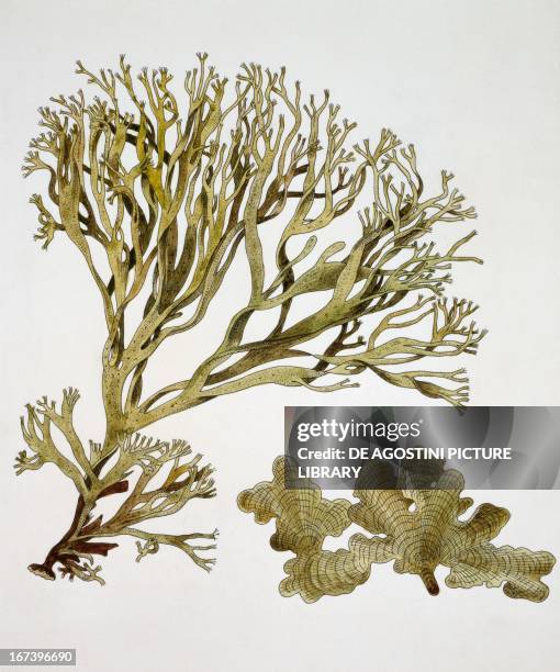 Brown algae, Cutleria multifida in the form of Gametophyte and Aglaozonia or sporophyte, Cutleriaceae. Drawing.